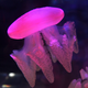 A beautiful blubber jellyfish swims in its display tank at Sea Life Melbourne Aqaurium in Melbourne on May 26, 2020.